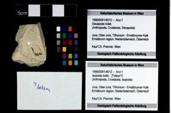 Foto (Objekt + Etikett) von Isopoda indet.  (NHMW-GEO-1990-0041-4012)
